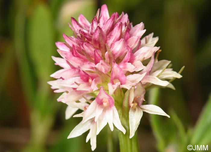 Gymnadenia carpatica