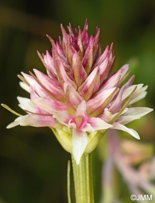 Gymnadenia carpatica
