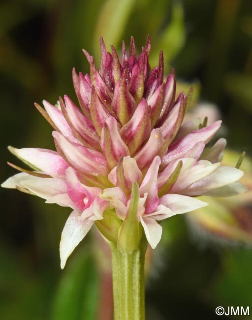 Gymnadenia carpatica