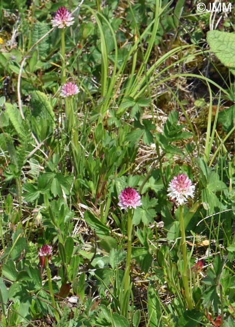 Gymnadenia carpatica