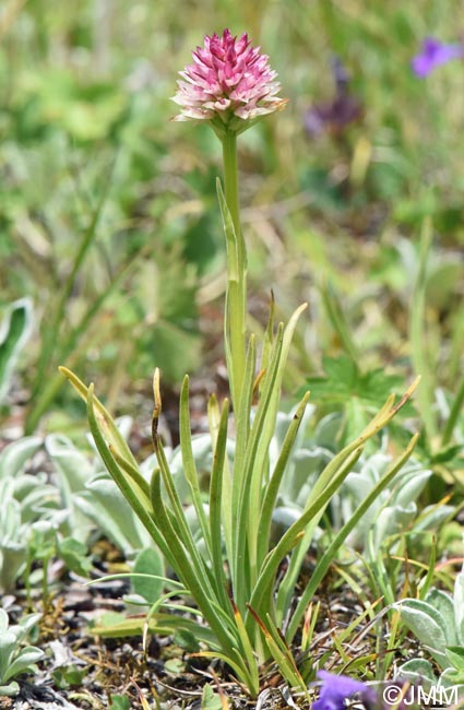 Gymnadenia carpatica