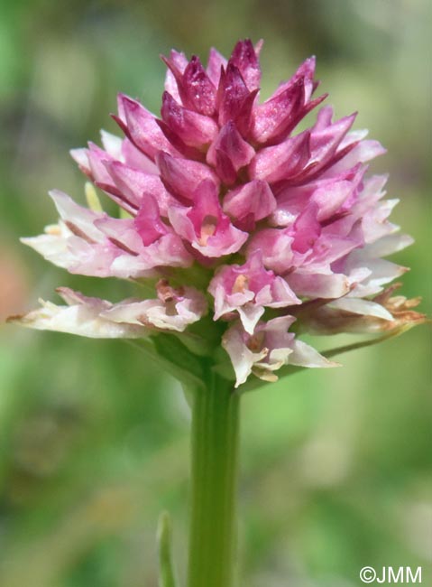 Gymnadenia carpatica