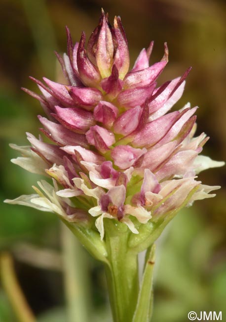 Gymnadenia carpatica