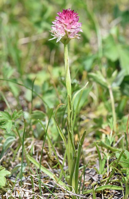 Gymnadenia carpatica