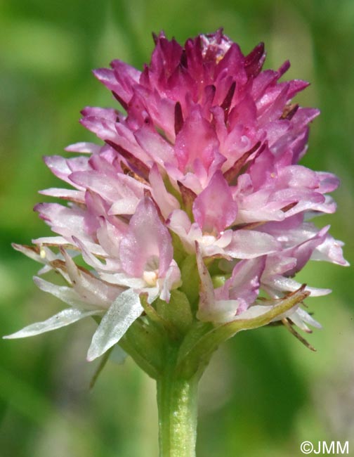 Gymnadenia carpatica