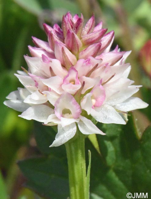 Gymnadenia carpatica