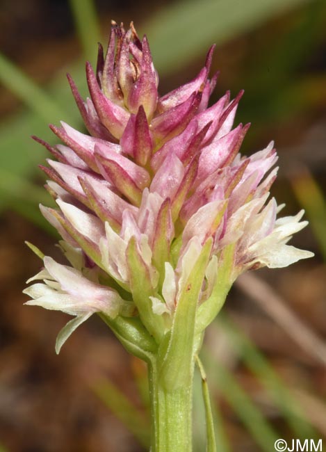 Gymnadenia carpatica