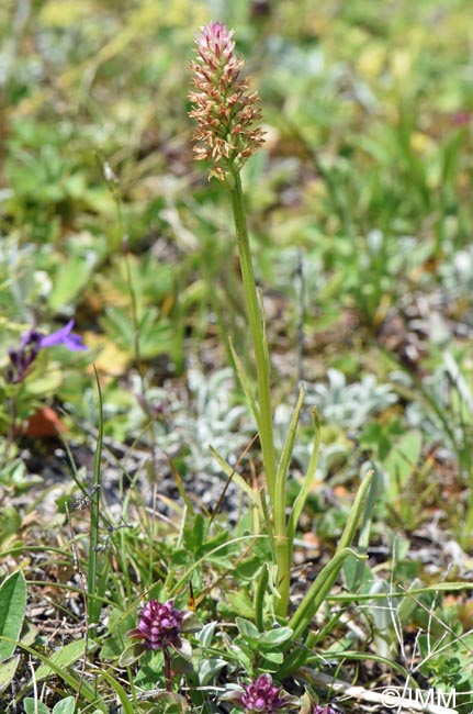 Gymnadenia carpatica