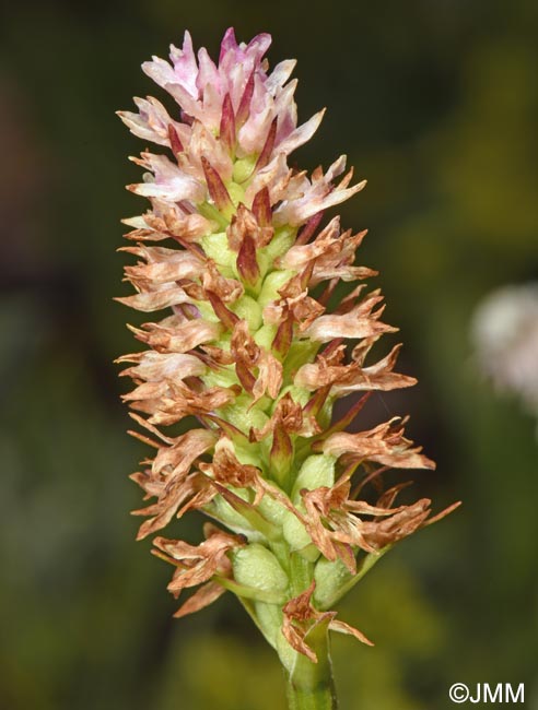 Gymnadenia carpatica