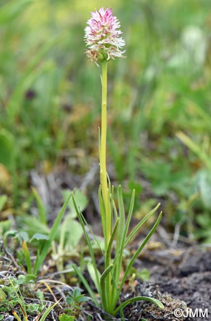 Gymnadenia carpatica