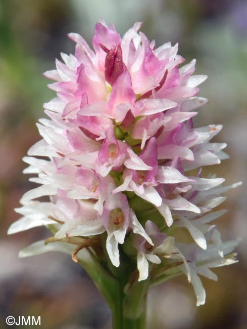 Gymnadenia carpatica