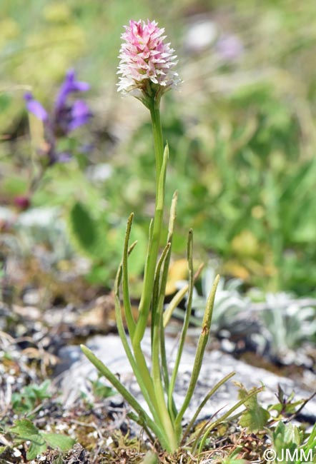 Gymnadenia carpatica