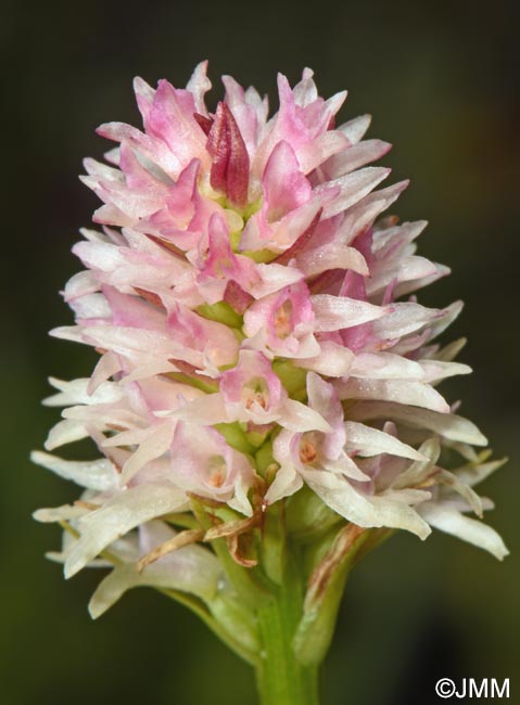 Gymnadenia carpatica