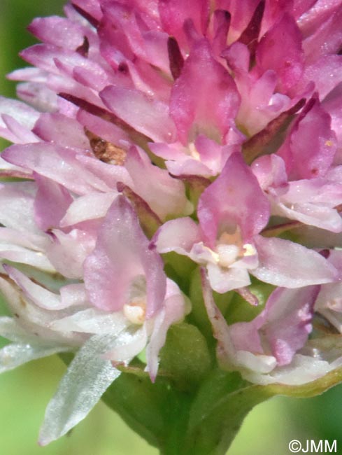 Gymnadenia carpatica