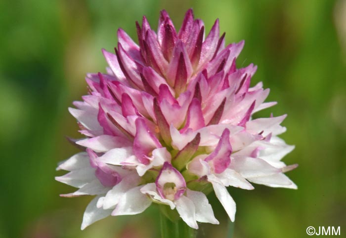 Gymnadenia carpatica