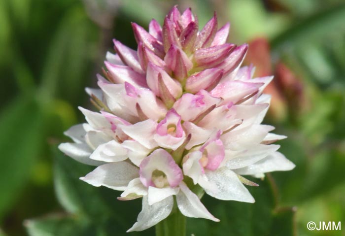 Gymnadenia carpatica