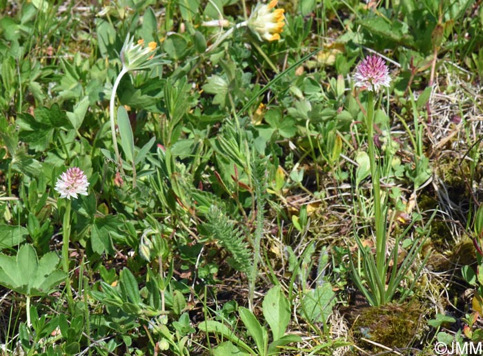 Gymnadenia carpatica