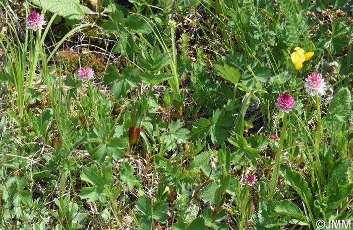 Gymnadenia carpatica