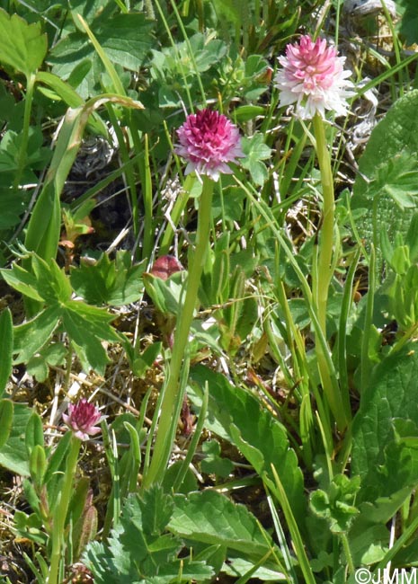 Gymnadenia carpatica