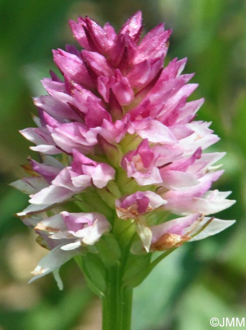 Gymnadenia carpatica