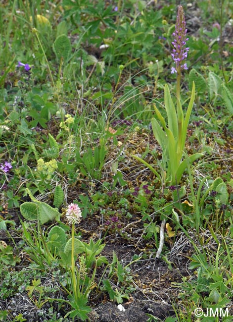 Gymnadenia carpatica & Gymnadenia conopsea