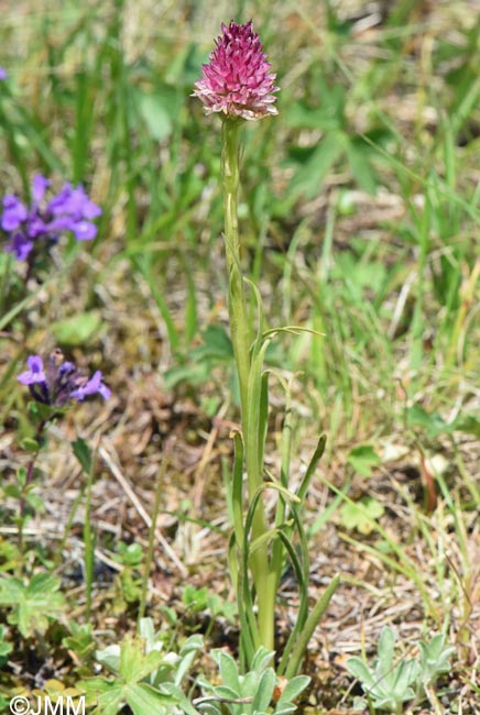 Gymnadenia carpatica x Gymnadenia suceveana