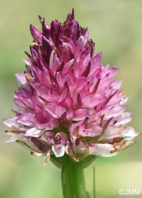 Gymnadenia carpatica x Gymnadenia suceveana