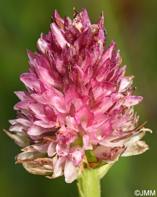 Gymnadenia carpatica x Gymnadenia suceveana