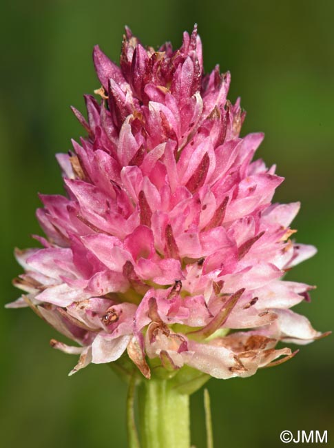 Gymnadenia carpatica x Gymnadenia suceveana