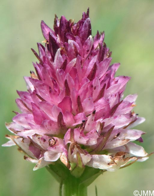 Gymnadenia carpatica x Gymnadenia suceveana