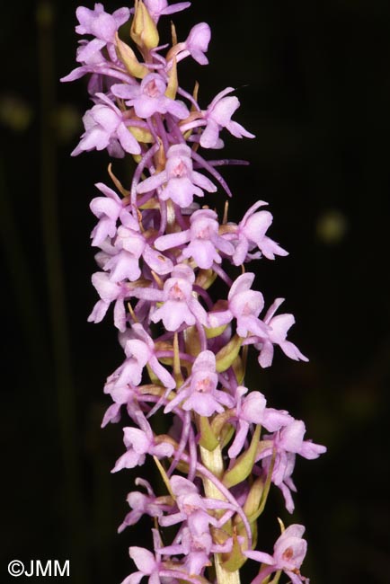 Gymnadenia conopsea