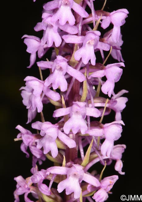 Gymnadenia conopsea