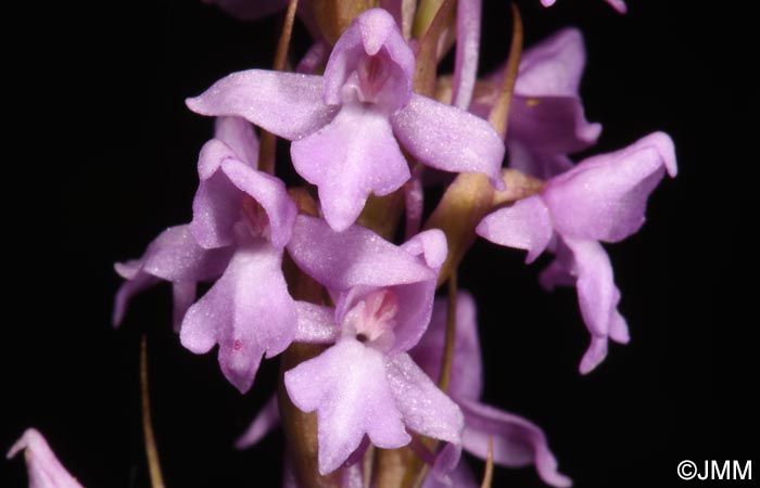 Gymnadenia conopsea