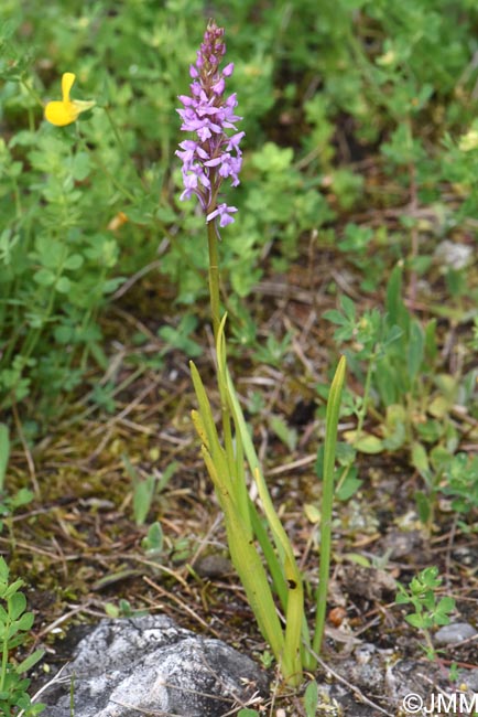 Gymnadenia conopsea
