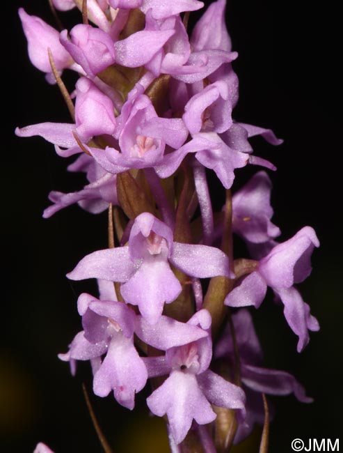 Gymnadenia conopsea