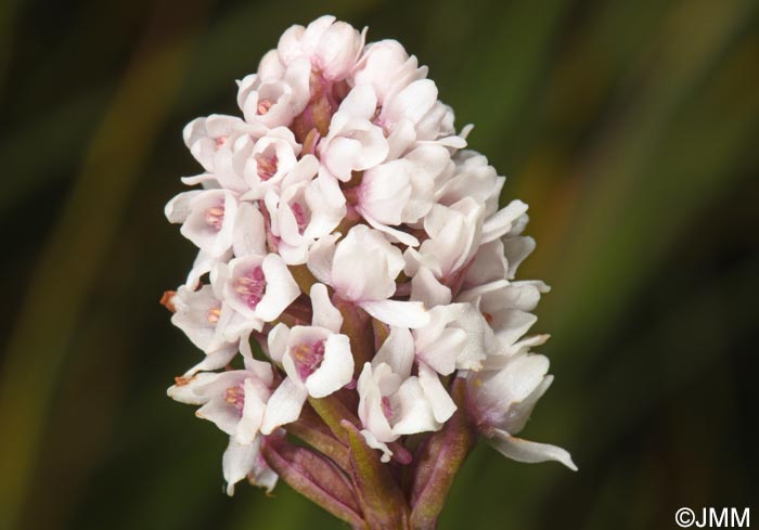Gymnadenia frivaldii