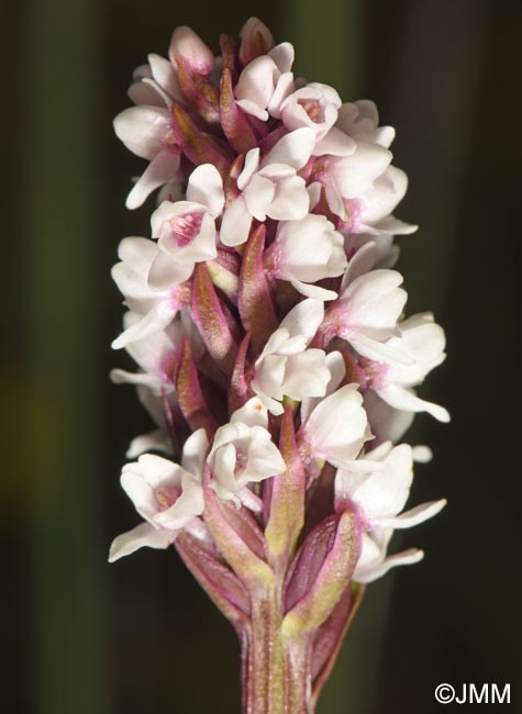 Gymnadenia frivaldii