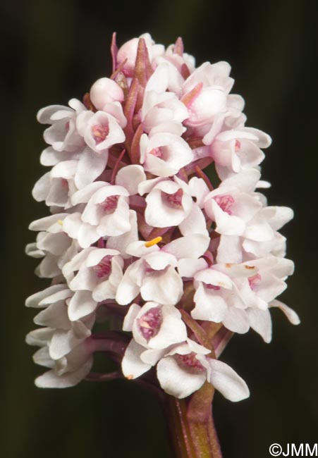 Gymnadenia frivaldii