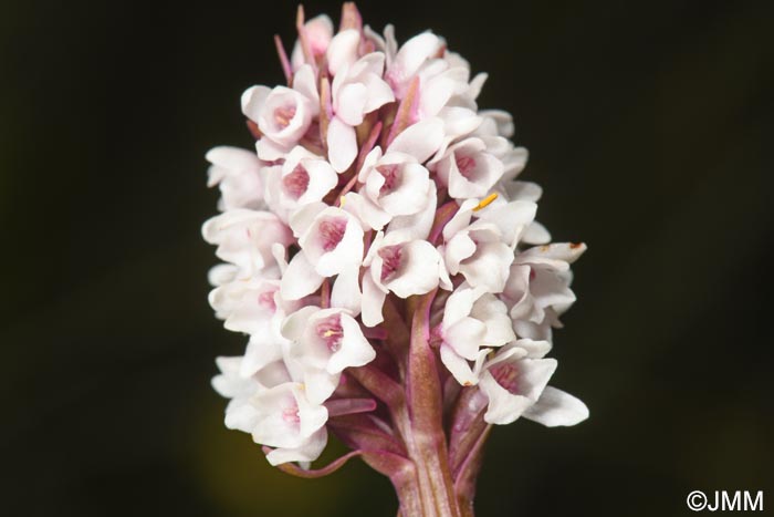Gymnadenia frivaldii