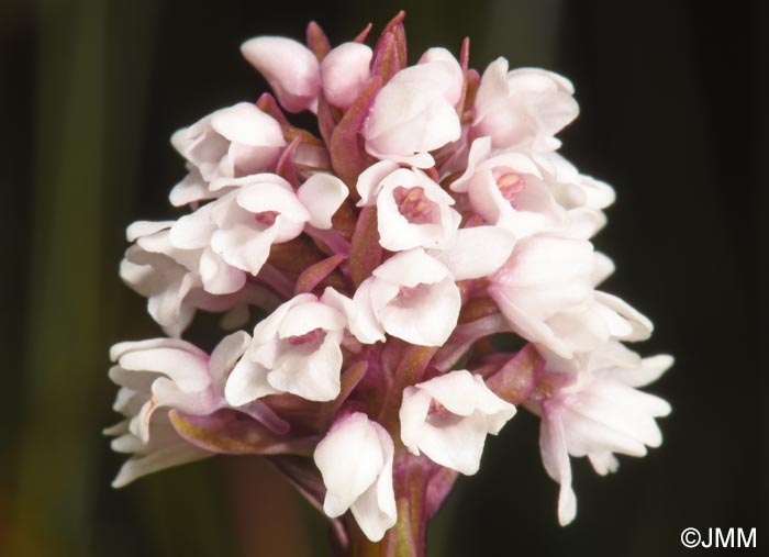 Gymnadenia frivaldii