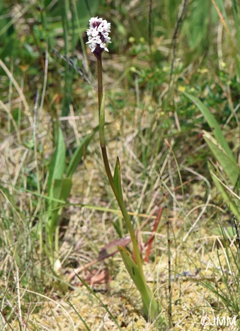 Gymnadenia frivaldii