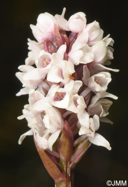 Gymnadenia frivaldii
