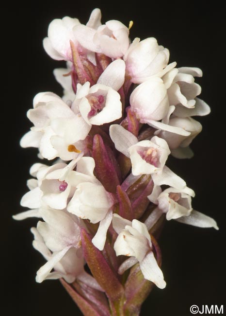 Gymnadenia frivaldii