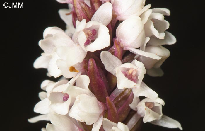 Gymnadenia frivaldii