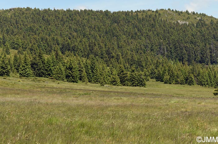 Gymnadenia frivaldii : biotope