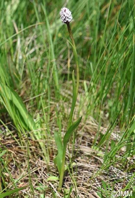 Gymnadenia frivaldii