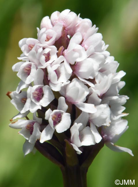Gymnadenia frivaldii