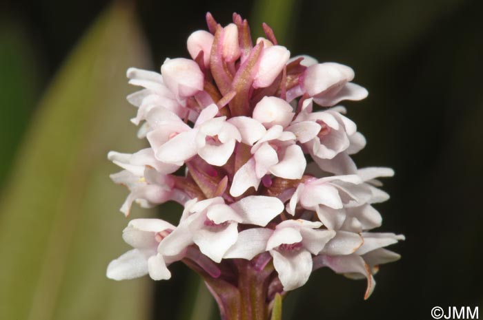 Gymnadenia frivaldii