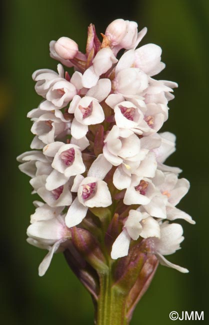 Gymnadenia frivaldii