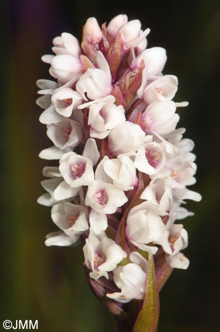 Gymnadenia frivaldii
